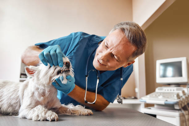 Best 24-Hour Emergency Dentist in West Branch, IA